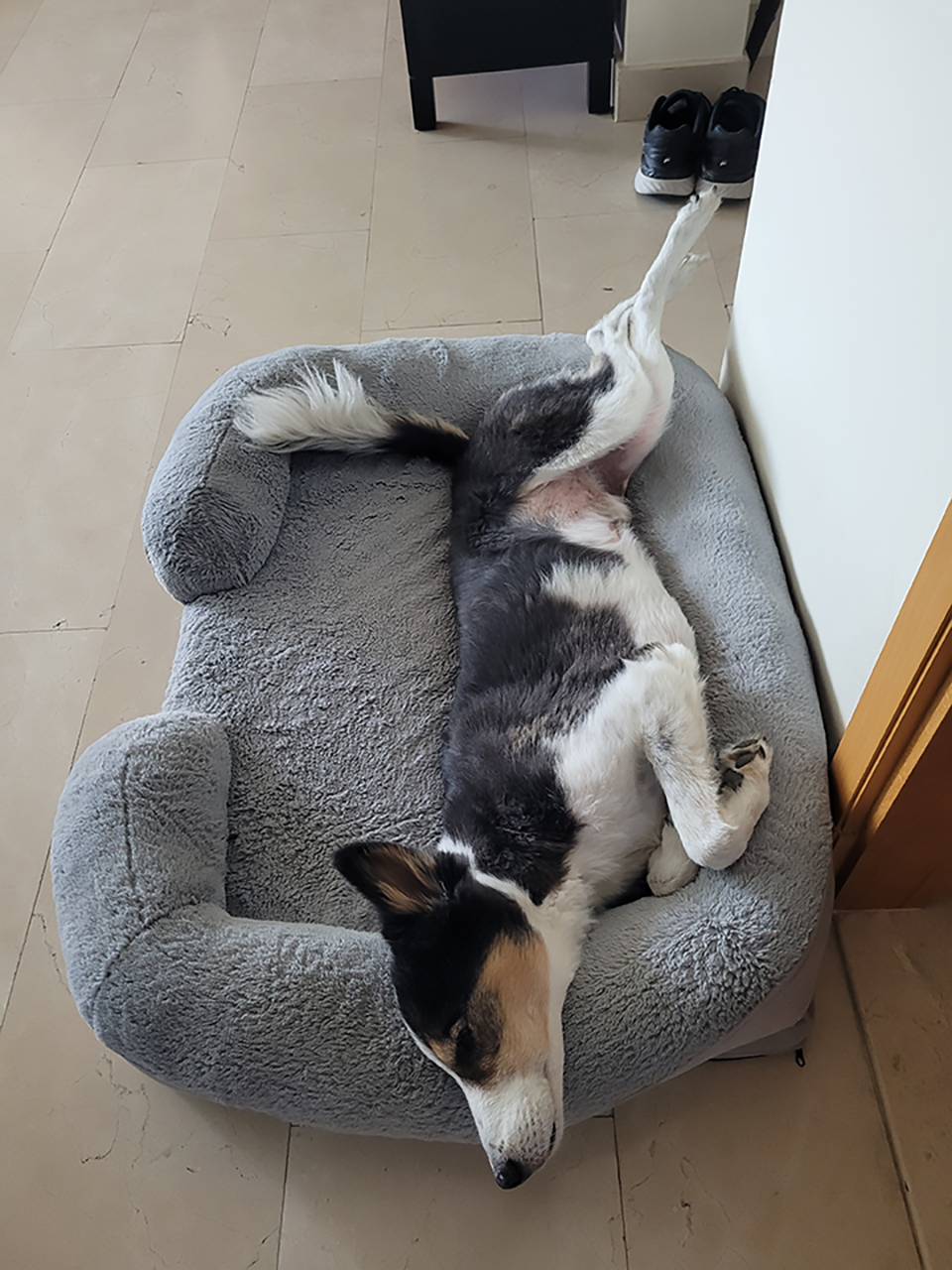 "Pog" a.k.a. Paul, the Border Collie crashed out on his bed...