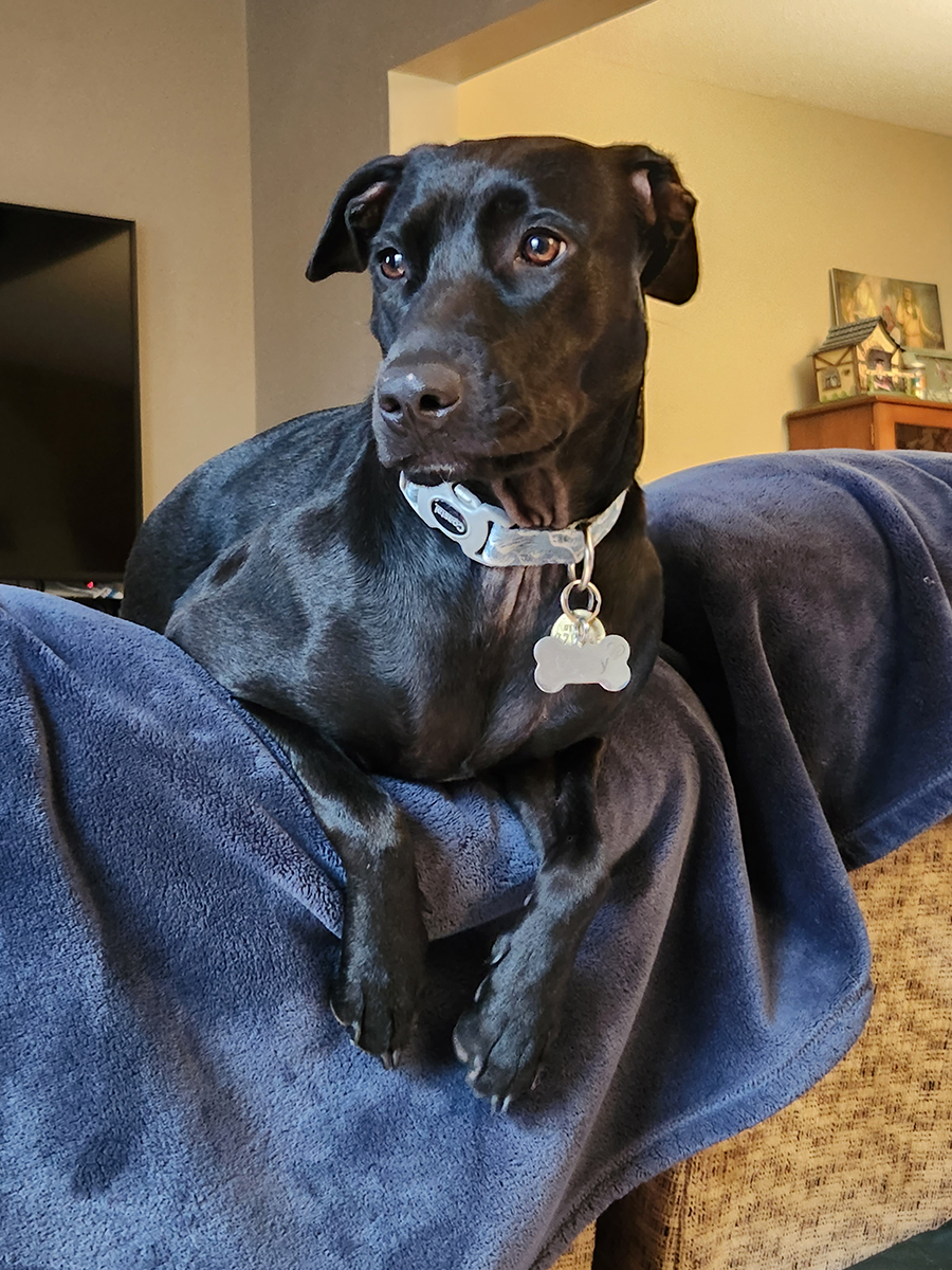 Gypsy in her favourite pose, hanging off the back of our sofa looking out the living room window...