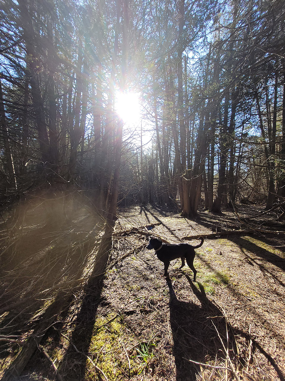 Walking in the woods with my dog Gypsy, the environment for writing is so so important for me